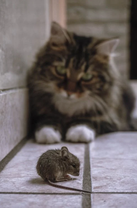 A Cat, a Mouse, and…